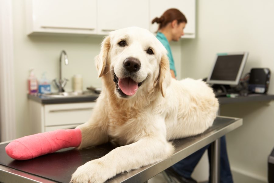 Large dog with cast on leg at vet's office