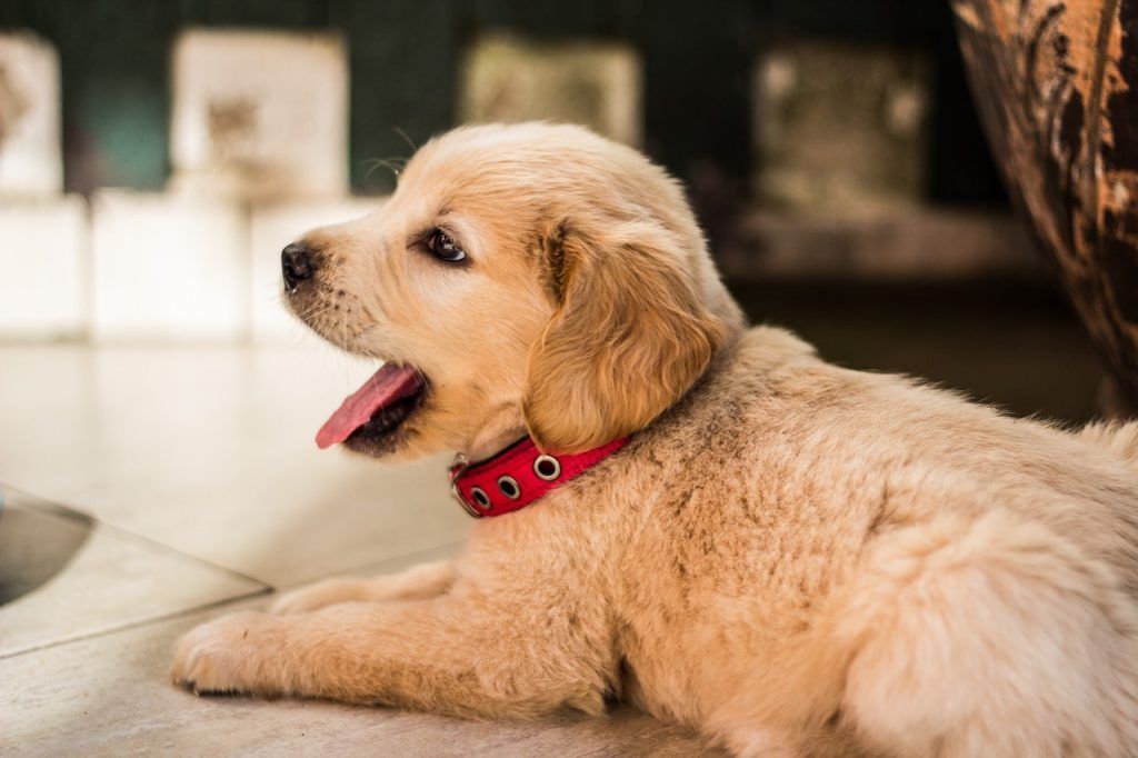 Puppy with red collar yawning