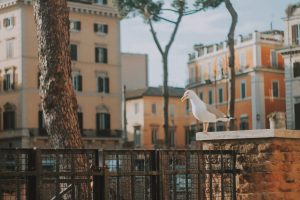 Rome, Italy - Perched Seagull