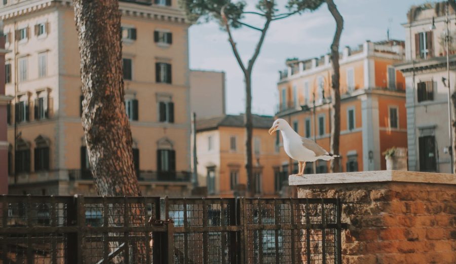 Rome, Italy - Perched Seagull