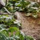 Why Your Grandparents’ Gardening Habits Were Smarter Than You Think
