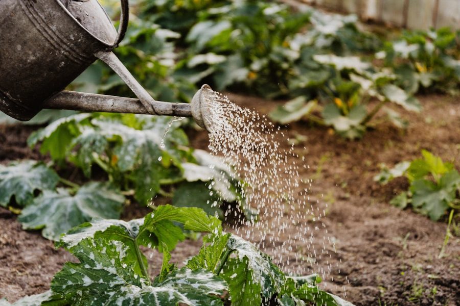 watering plants with a watering can