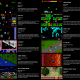 Evercade announces Rare Collection 1 cartridge, plus updated game list!
